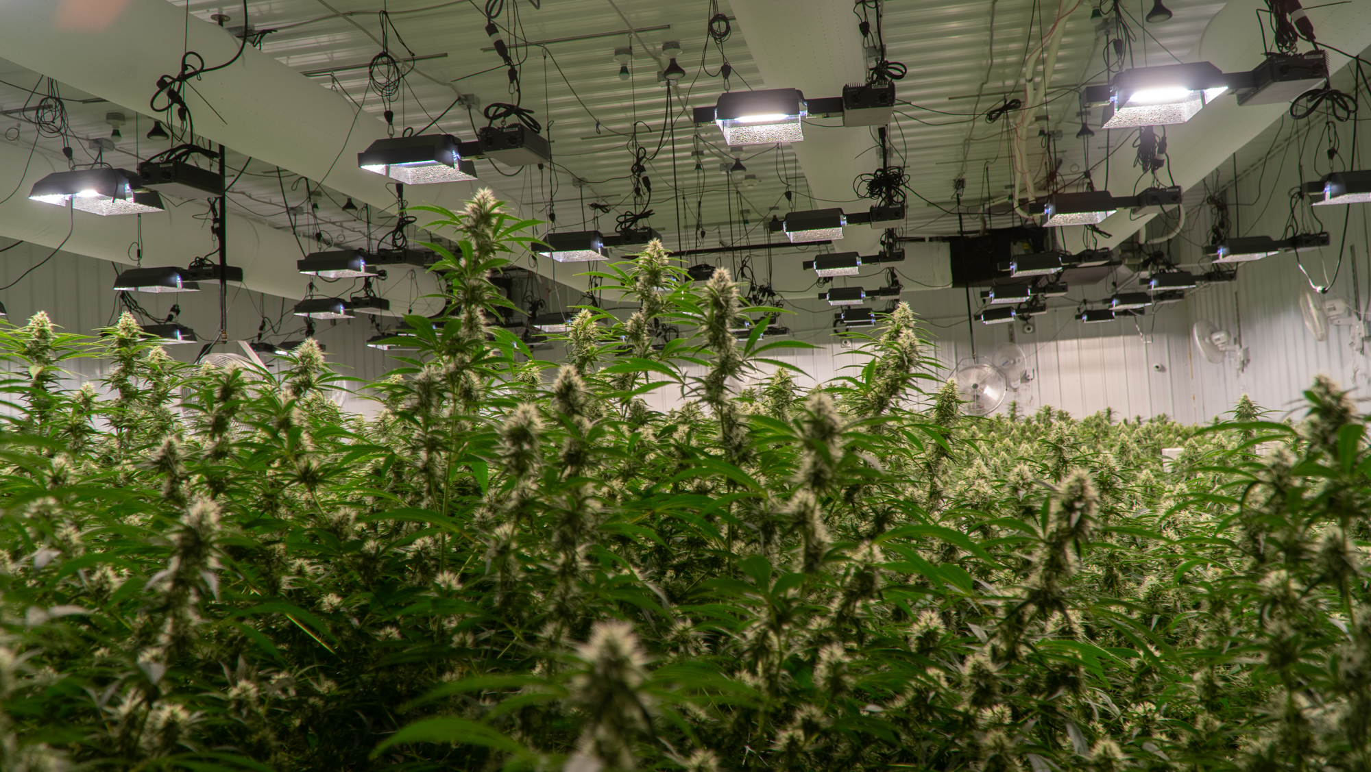 Growing cannabis indoors produces a lot of greenhouse gases – just